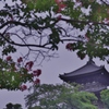 三溪園だより