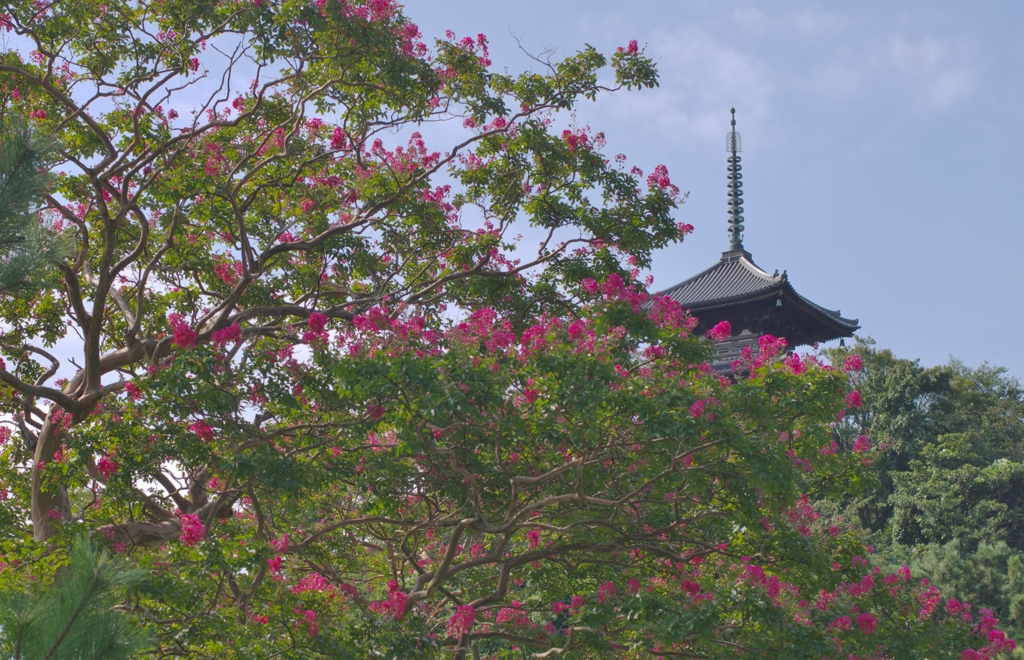 三溪園だより