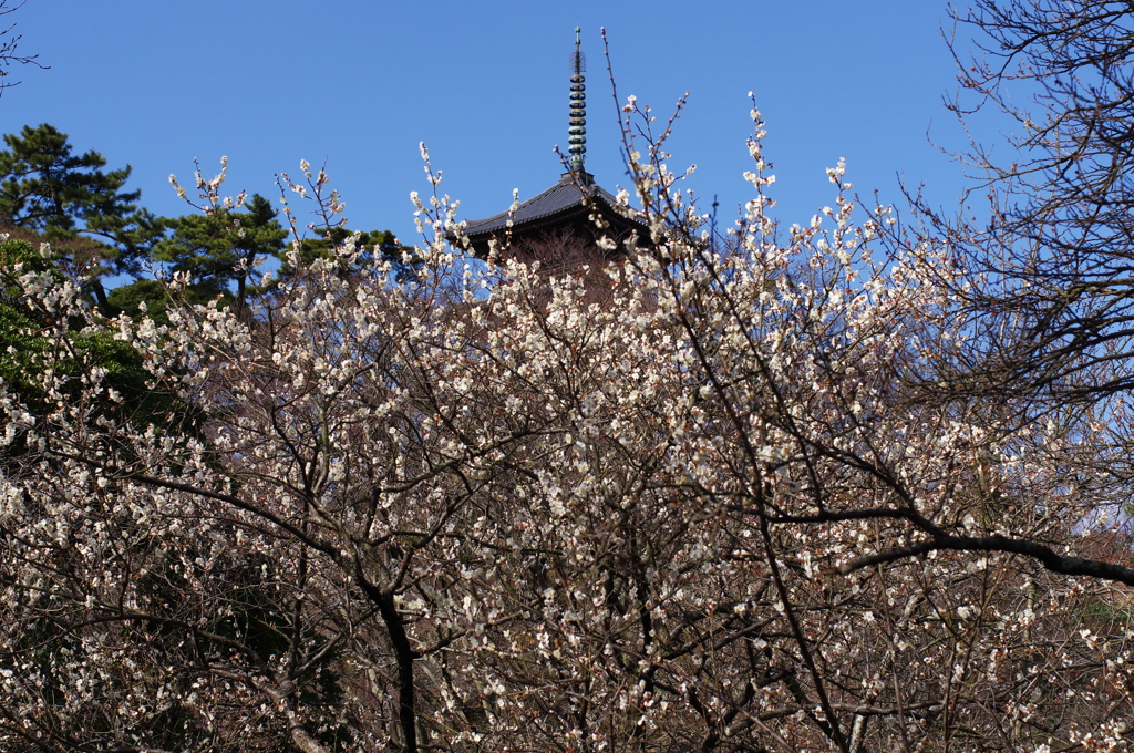 三溪園だより