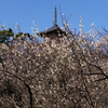 三溪園だより