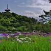 三溪園だより
