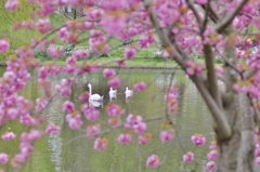 白鳥の親子