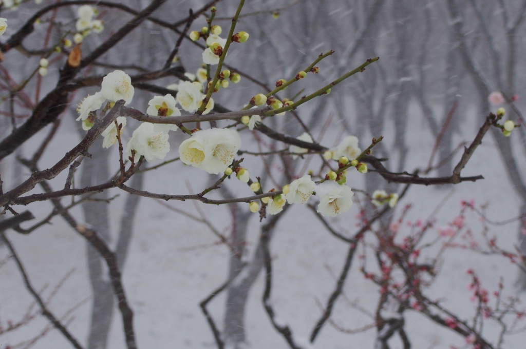 雪景色と大輪緑萼