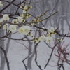 雪景色と大輪緑萼