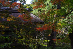 茅葺き屋根と紅葉