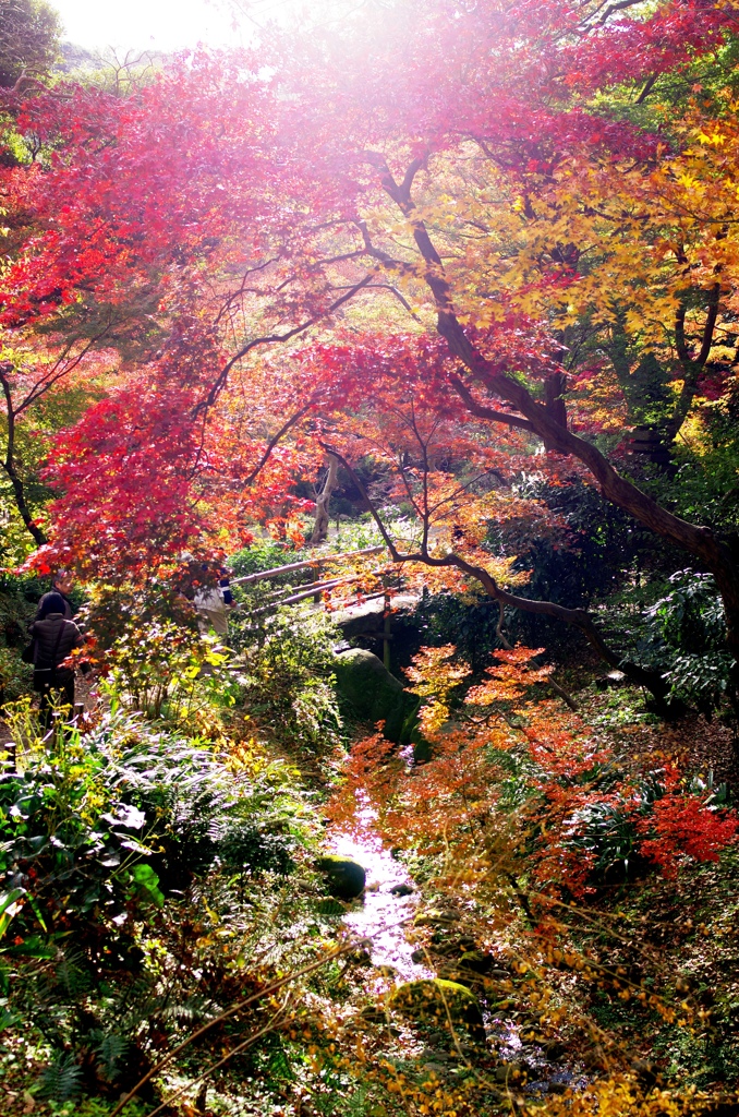 三渓園　内苑の川