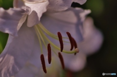 大胆な花