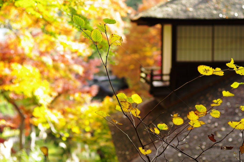 三渓園　内苑　聴秋閣と紅葉