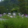 紫一点