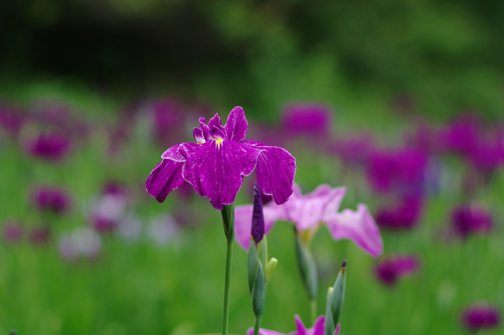 花菖蒲ー三溪園