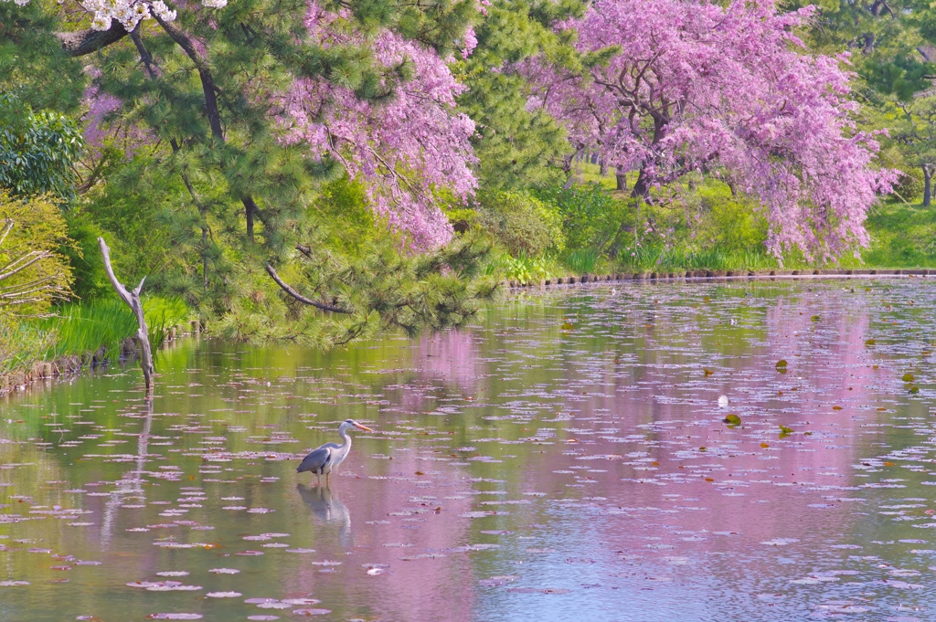 花見鳥