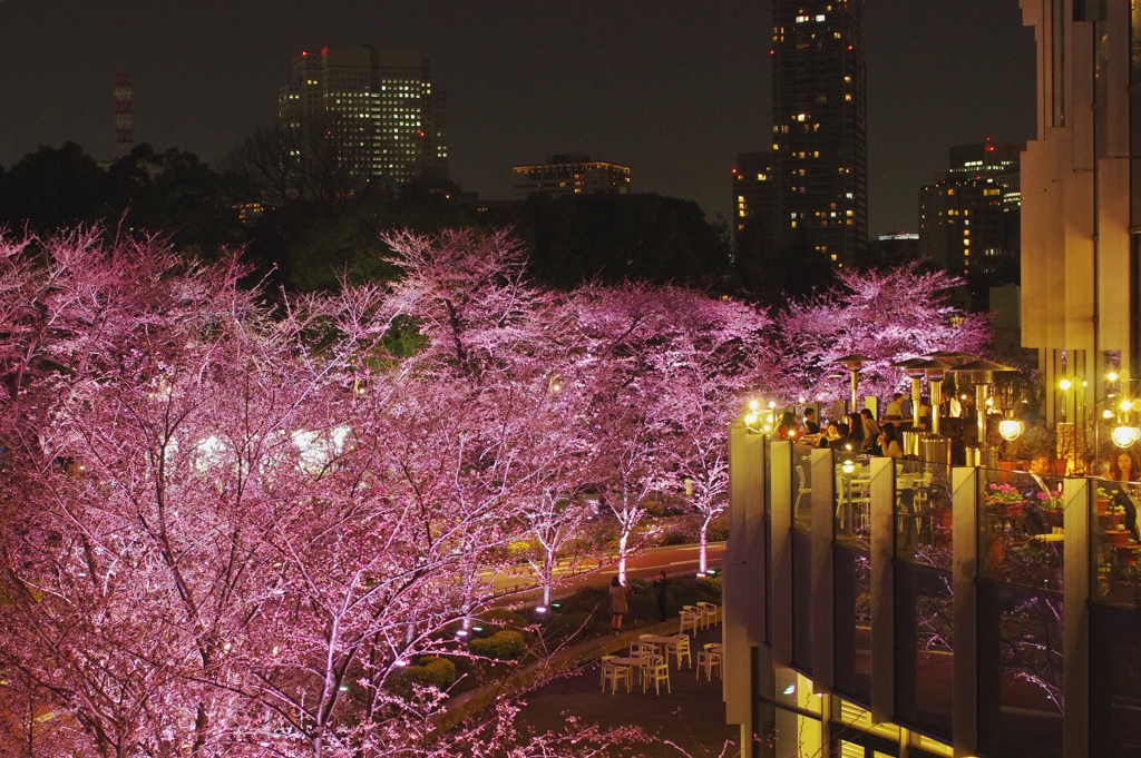 桜レストラン