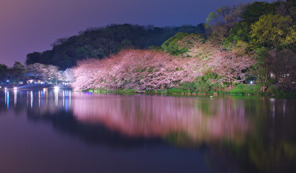 三溪園の桜ライトアップ全景