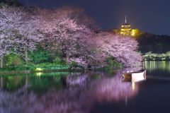 三溪園　桜夜景