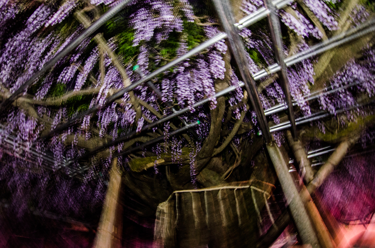 夜の藤