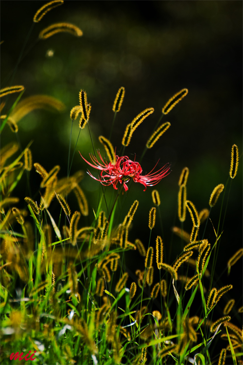 彼岸花