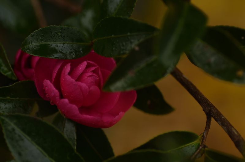ピンクの花　その1