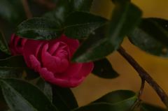 ピンクの花　その1
