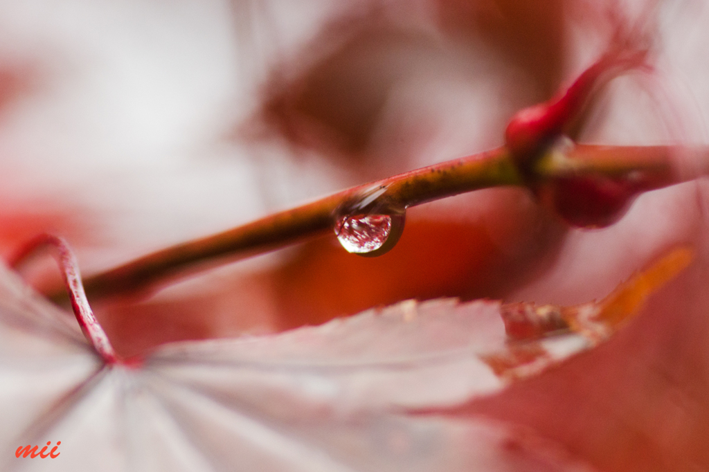 紅葉　その3