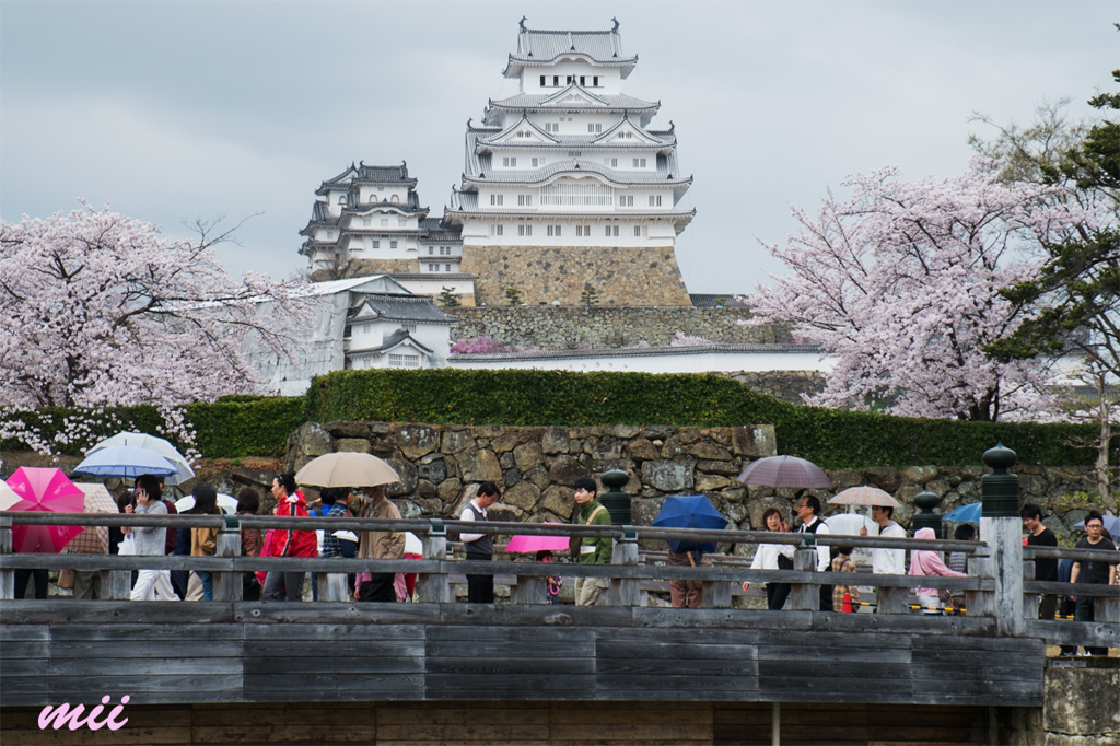 桜と姫路城　その1
