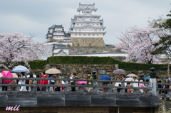 桜と姫路城　その1