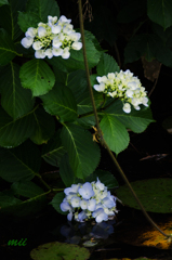 紫陽花　その4