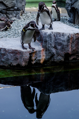 姫路市立水族館　ペンギン