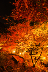 紅葉　ライトアップ　その6