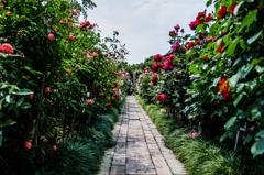 薔薇園