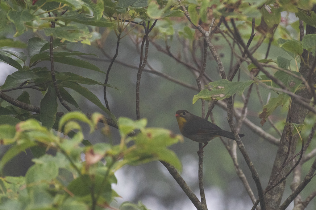 ソイシチョウ