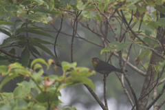 ソイシチョウ