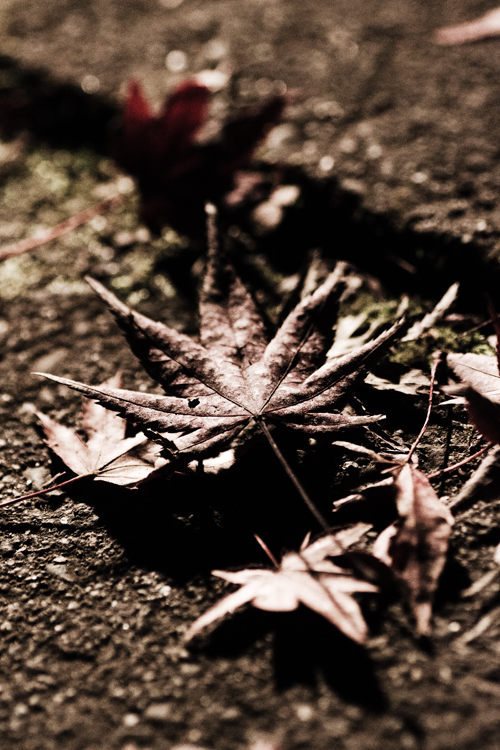 紅葉　ライトアップ　その5　落ち葉