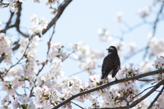 すずめ