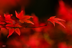 紅葉　その2