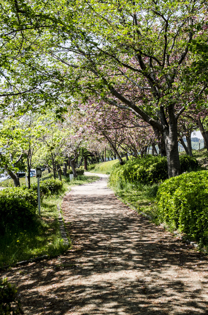 公園の道