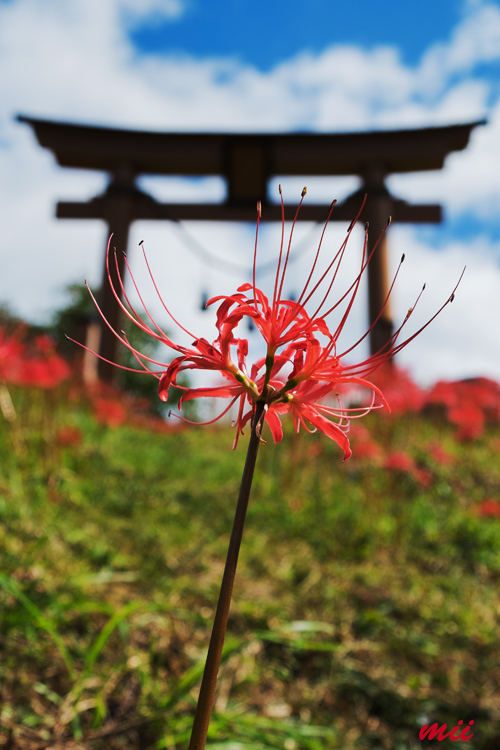 鳥居と彼岸花　その2