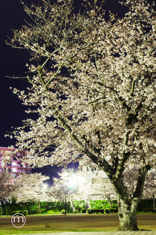 公園の夜桜