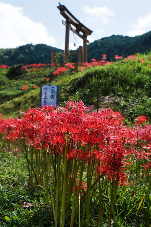 鳥居と彼岸花　その1
