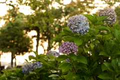 紫陽花　夕暮れ