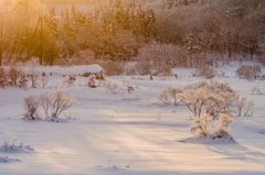 朝の雪原　その1