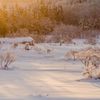 朝の雪原　その1