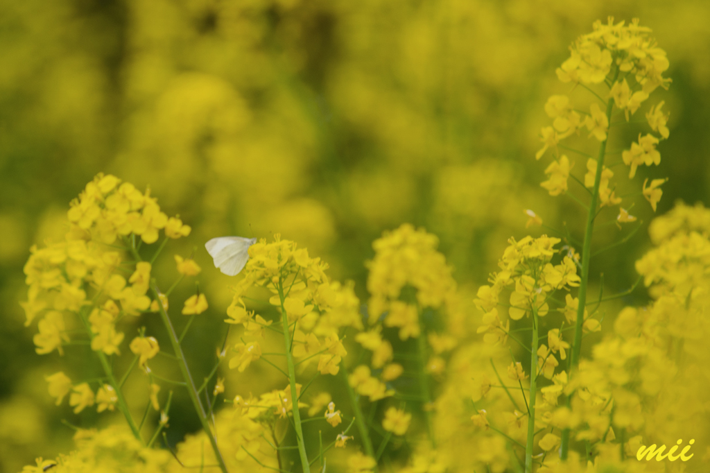菜の花にとまれ