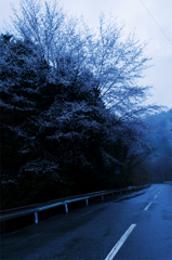 霧の山桜