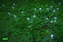 白い花