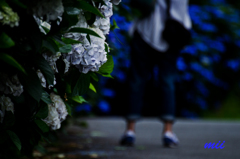 紫陽花　その2