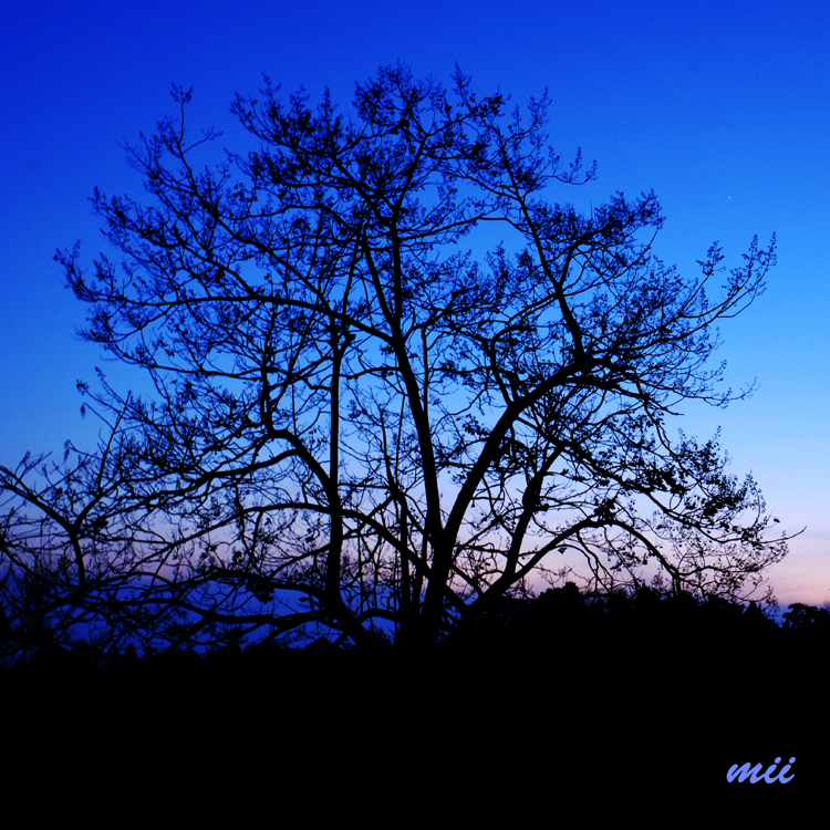 夕暮れ時
