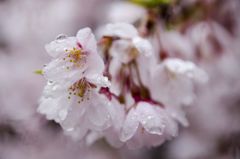 雨の桜　その2