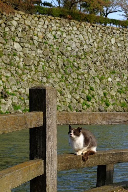 ねこ