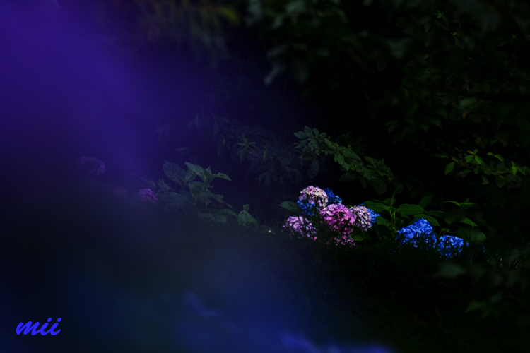 紫陽花　その1