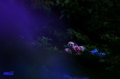 紫陽花　その1